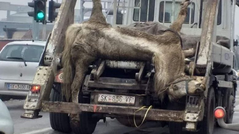 Në mes të ditës bartet kali i cofur nëpër rrugët e Shkupit