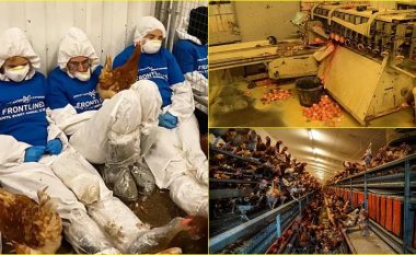 Publikohen “pamjet e tmerrshme të pulave”, një ferme që furnizonte disa supermarkete në Britani i pezullohet licenca menjëherë