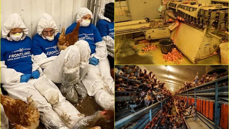 Publikohen “pamjet e tmerrshme të pulave”, një ferme që furnizonte disa supermarkete në Britani i pezullohet licenca menjëherë