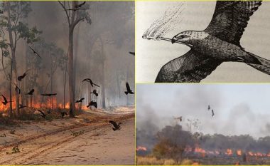 I merr shkëndijat dhe i hedh në fusha të thata: Ekspertët tregojnë se si një lloj i zogjve në Australi po e bën krizën e zjarreve edhe më të rëndë