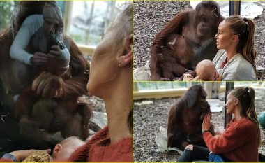 Po i jepte gji foshnjës, një orangutan që kishte humbur të voglin ulet pranë saj – nëna nuk mban emocionet, shpërthen në lot