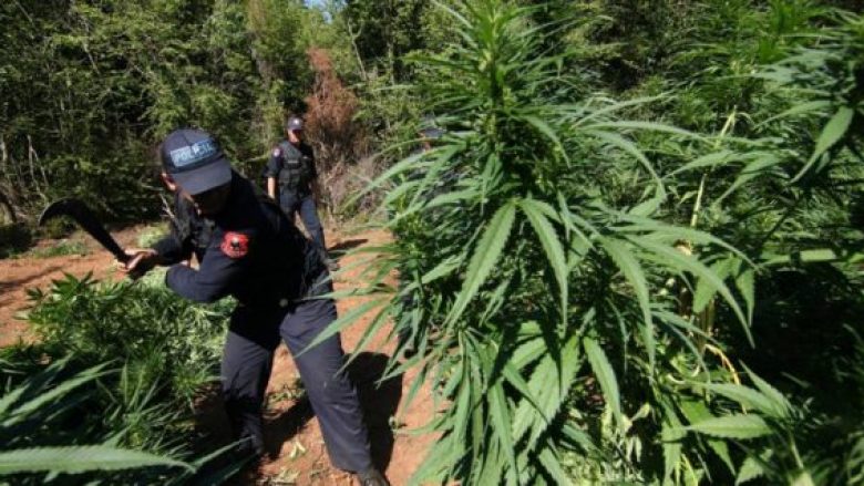 INSTAT: 29 për qind e të dënuarve në Shqipëri janë për çështje droge