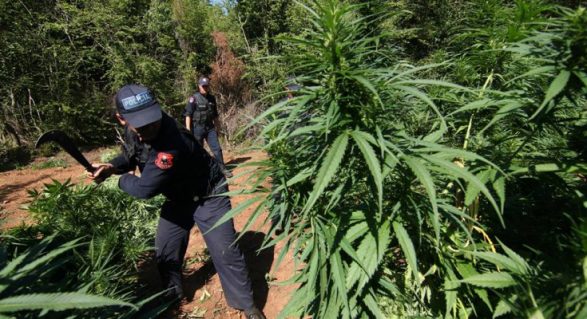 INSTAT: 29 për qind e të dënuarve në Shqipëri janë për çështje droge