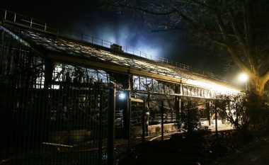 Asnjë majmun nuk mbijetoi nga djegia e kopshtit zoologjik në Gjermani