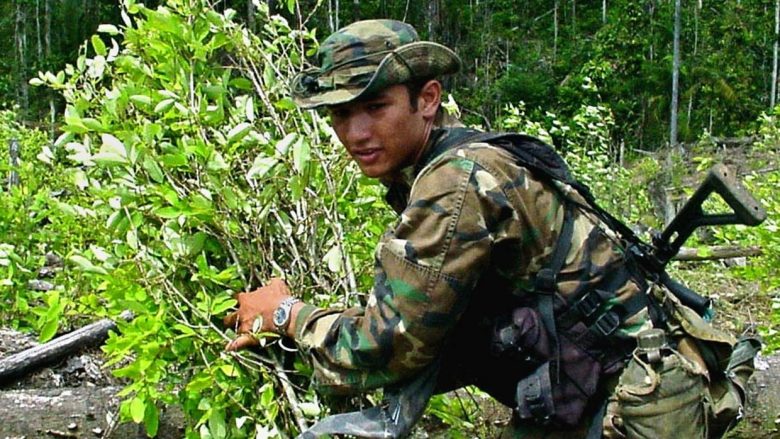 Kolumbia thyen rekordin, asgjëson 100 mijë hektarë plantacione me bimë narkotike