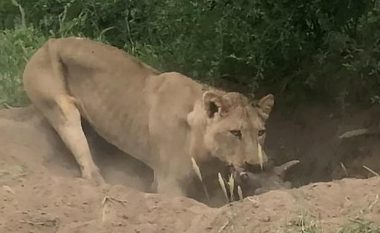 Derri i egër, viktimë e Luanit – pamje që tregojnë egërsinë e “Mbretit të Xhunglës” kur ai është i uritur