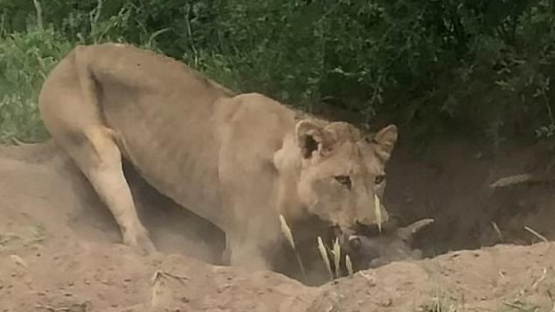 Derri i egër, viktimë e Luanit – pamje që tregojnë egërsinë e “Mbretit të Xhunglës” kur ai është i uritur