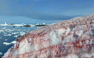 Si në filma horror, në Antarktik bora dhe akulli bëhen të kuqe