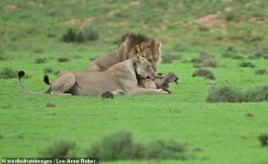 Pas 20 minutave ndjekje, luani dhe luanesha shqyejnë antilopën e vogël – një vizitor filmoi gjithë ngjarjen
