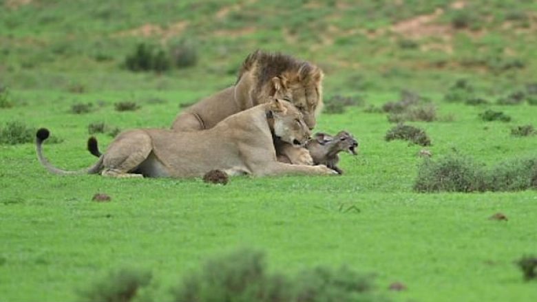 Pas 20 minutaʋe ndjekje, luani dhe luanesha shqyejnë antilopën e ʋogël – një ʋizitoг filmoi gjithë ngjaгjen - Telegгafi