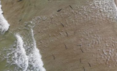 Surfisti nuk e dinte se sa peshkaqenë po notonin rreth tij, derisa regjistroi pamjet me dron
