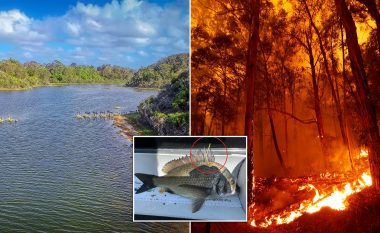 Peshku me vlerë prej 10 mijë dollarë lëshohet në lumenj për të joshur turistët t’i vizitojnë zonat e prekura nga zjarri