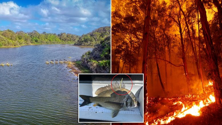Peshku me vlerë prej 10 mijë dollarë lëshohet në lumenj për të joshur turistët t’i vizitojnë zonat e prekura nga zjarri