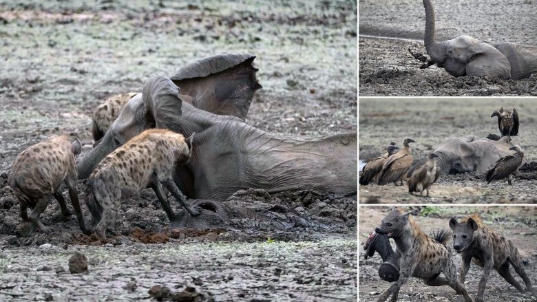 Pasi u bllokua në baltë elefanti i vogël e pëson nga hienat – nëna e tij nuk mundi ta shpëtojë