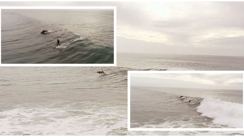 Filmon rastësisht lundrimin mbi dallgë të tre delfinëve dhe një surfisti