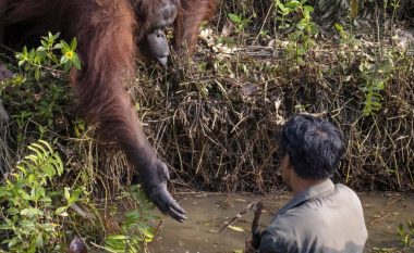 Ishte “zhytur” në një lumë me gjarpërinj – orangutangu i zgjat dorën burrit, për t’i ofruar ndihmë