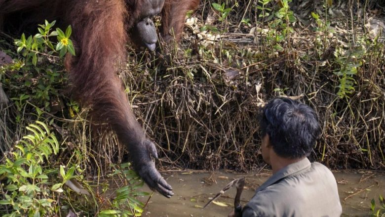 Ishte “zhytur” në një lumë me gjarpërinj – orangutangu i zgjat dorën burrit, për t’i ofruar ndihmë