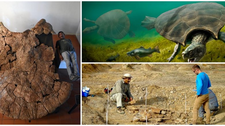 Zbulohen fosilet e breshkës mbi katër metra të gjatë, ajo kishte përmasat e një veture  