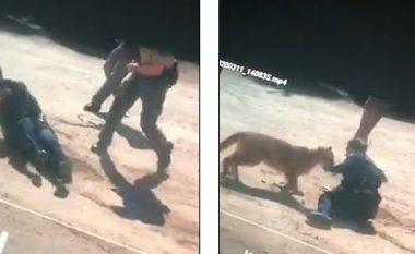Për të mbrojtur civilët, policja amerikane iu kundërvu luanit – në ndihmë i dolën kolegët