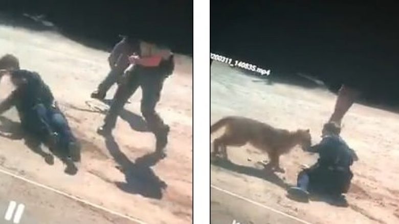 Për të mbrojtur civilët, policja amerikane iu kundërvu luanit – në ndihmë i dolën kolegët