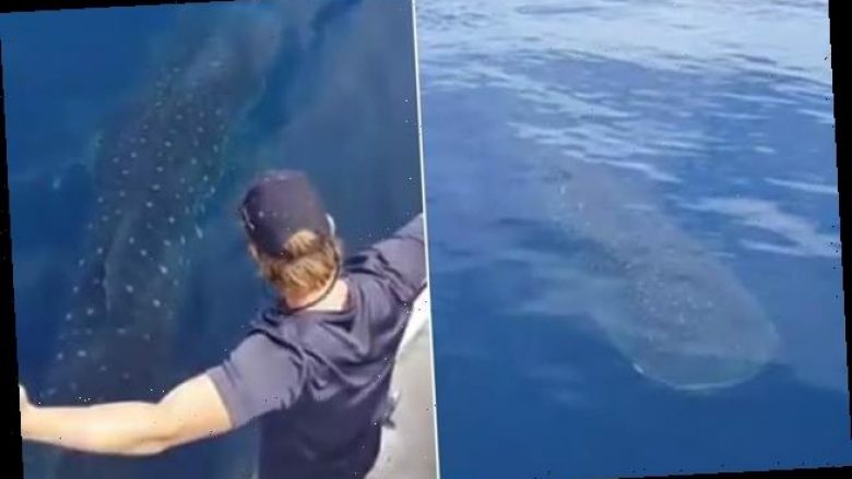 Kishin paguar për të parë delfinët, turistët u habitën kur pak metra larg tyre panë balenën duke notuar  