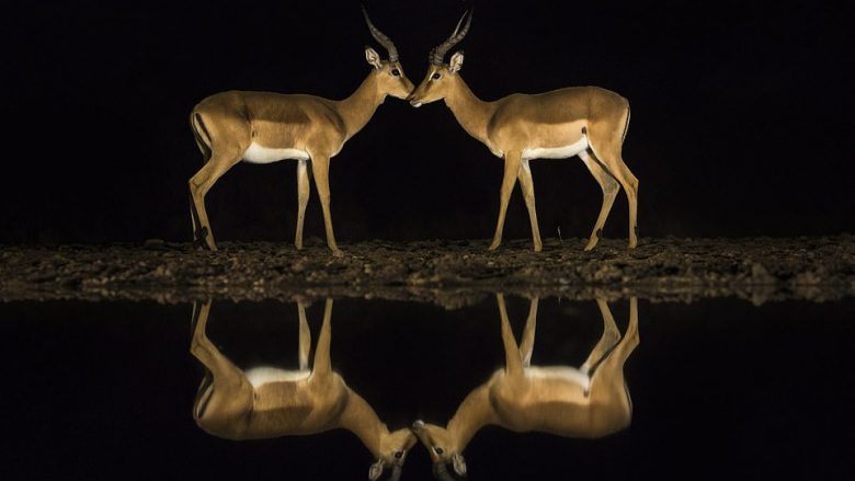 Imazhet mbresëlënëse ku trupat e kafshëve reflektohen në sipërfaqen e ujit, derisa po shuanin etjen gjatë natës në oazë
