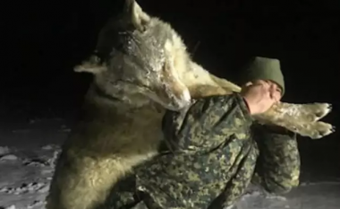 Po terrorizonte fshatarët rusë, vritet “super ujku” – kishte përmasat e një luani
