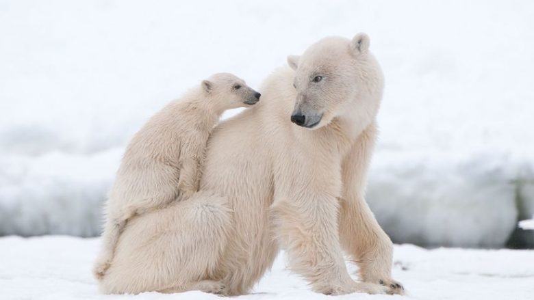 Shkencëtarët japin alarmin: Arinjtë polarë kanë nisur të hanë njëri-tjetrin