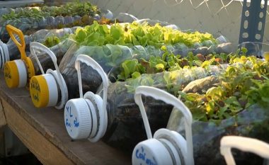 Kultivimi i sallatës së gjelbër dhe spinaqit në tarracë: Pas dy muajsh do të keni prodhim të freskët vendor!