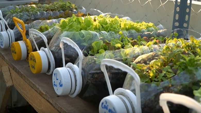 Kultivimi i sallatës së gjelbër dhe spinaqit në tarracë: Pas dy muajsh do të keni prodhim të freskët vendor!