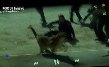 “Të vritesh ose të vrasësh”: Publikohen pamjet, policja amerikane tregon momentin kur u sulmua nga luani