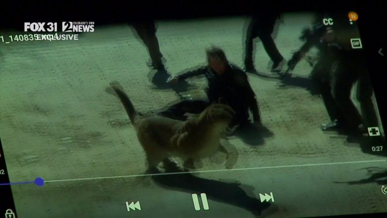 “Të vritesh ose të vrasësh”: Publikohen pamjet, policja amerikane tregon momentin kur u sulmua nga luani