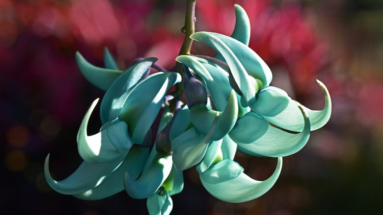 Lulja kacavarëse e quajtur Jade vine është bimë tërësisht e pazakonshme