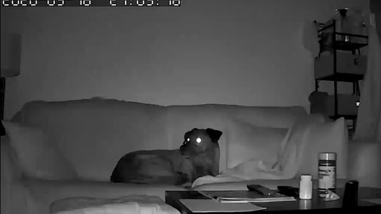 Kamera kap momentin kur qeni ndjeu tërmetin në Utah, para se të fillonin dridhjet