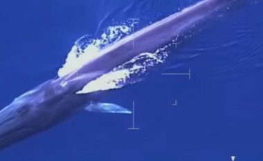 Tani kur nuk ka qarkullim të madh të anijeve për shkak të coronavirusit, rojet bregdetare në Itali hasin në një balenë 20 metërshe