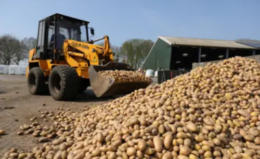 Belgjika u bën thirrje popullatës që të hanë më shumë patate – sepse nuk po kanë ku t’i shesin