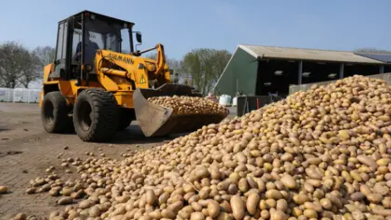Belgjika u bën thirrje popullatës që të hanë më shumë patate – sepse nuk po kanë ku t’i shesin