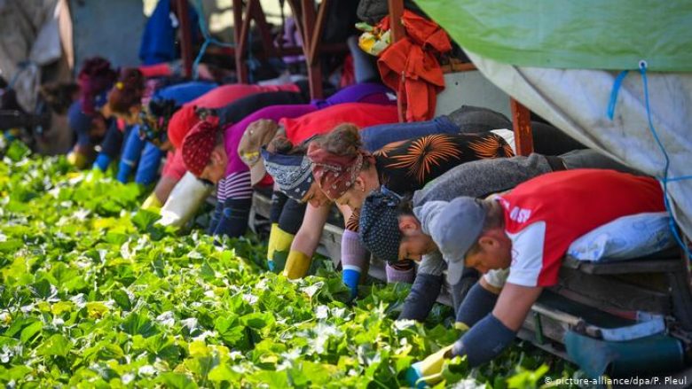 Pavarësisht coronavirusit, Gjermania do të lejojë hyrjen e punëtorëve sezonalë – 40 mijë në prill dhe po aq në maj