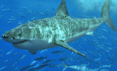 Peshkaqenët e bardhë në rrezik zhdukjeje