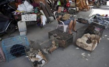 Shenzheni ndalon konsumimin e mishit të maces dhe qenit