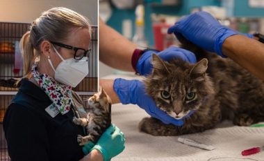 Dy mace rezultojnë pozitive me coronavirus në New York