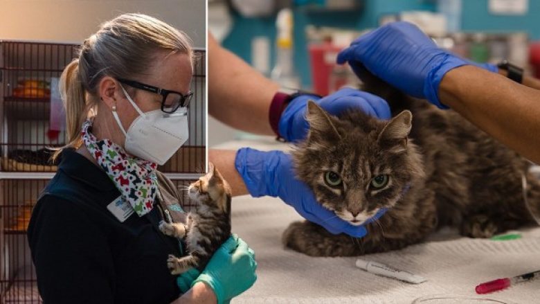 Dy mace rezultojnë pozitive me coronavirus në New York