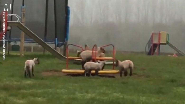 Familjet në izolim – delet ia ‘mësyjnë’ parkut të lojërave në Uells