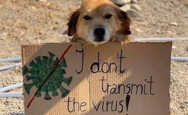 Kafshët shtëpiake nuk e transmetojnë virusin COVID-19