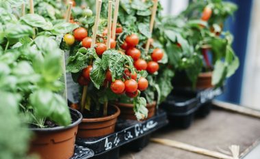 Pesë arsye që tani të mbillni domate në kova: Frutat e para do t’i vilni në qershor!
