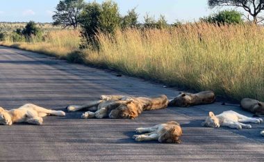Afrika e Jugut në bllokim, ndërsa luanët po e marrin shtruar – bënë një sy gjymë në rrugë