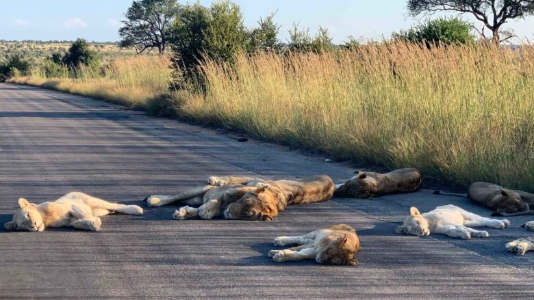 Afrika e Jugut në bllokim, ndërsa luanët po e marrin shtruar – bënë një sy gjymë në rrugë
