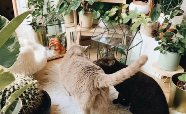 Mbushi dhomën me 60 bimë – studentja nga Belgjika ndërtoi një “mini-xhungël” për dy macet e saja
