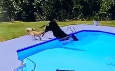 Momenti kur një lopë u ndoq nga qentë e më pas përfundoi në pishinë