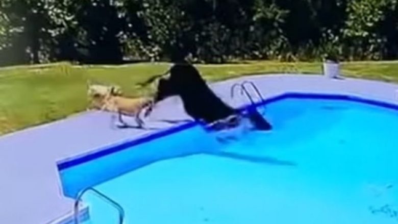 Momenti kur një lopë u ndoq nga qentë e më pas përfundoi në pishinë